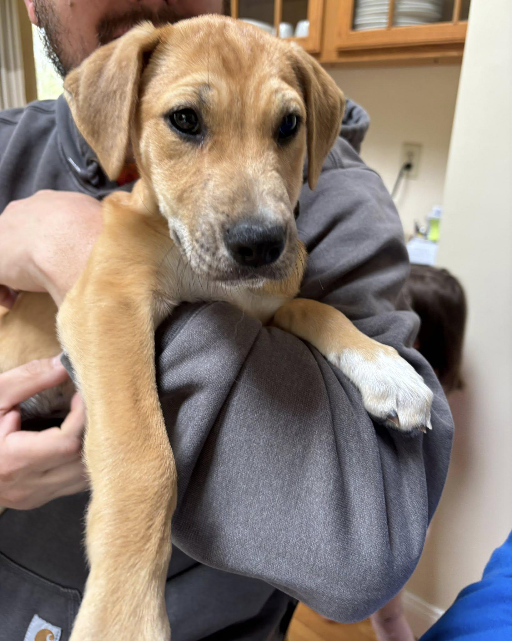 Enlarge Clover, a ADOPTABLE mixed breed in Albany, NY image 1/2