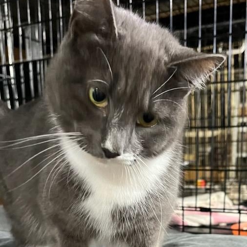 Enlarge Cissy, an adopted Domestic Short Hair in Stanhope, NJ image 2/6