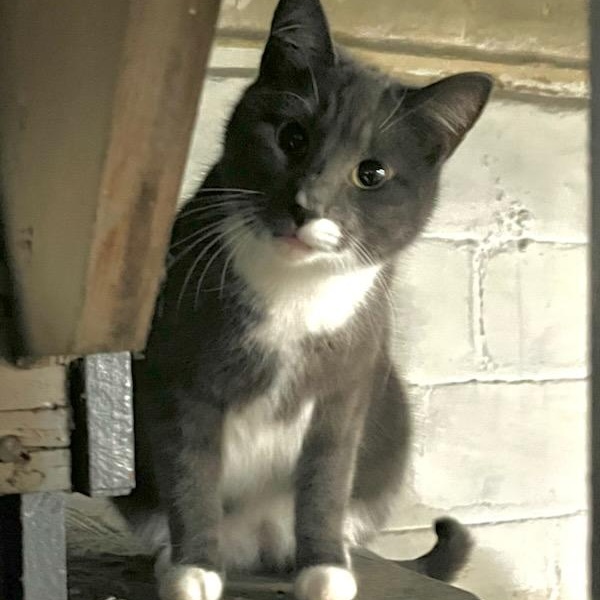 Enlarge Cissy, an adopted Domestic Short Hair in Stanhope, NJ image 3/6