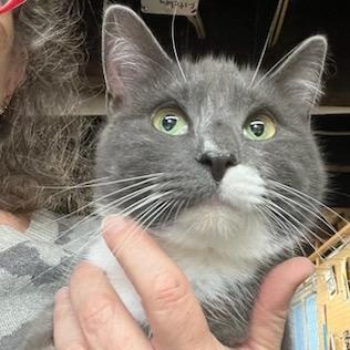 Enlarge Cissy, an adopted Domestic Short Hair in Stanhope, NJ image 5/6