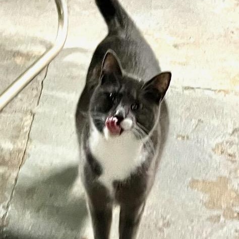 Enlarge Cissy, an adopted Domestic Short Hair in Stanhope, NJ image 6/6