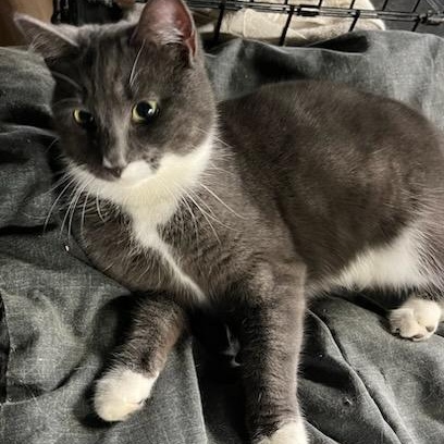 Cissy, ADOPTABLE, Adult Female Domestic Short Hair.