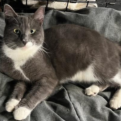 Enlarge Cissy, an adopted Domestic Short Hair in Stanhope, NJ image 4/6