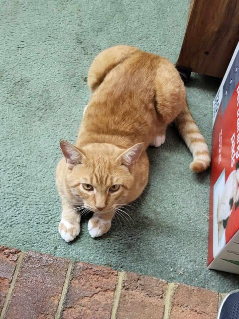Enlarge Garfield, a Adopted Tabby in Nags Head, NC image 2/2