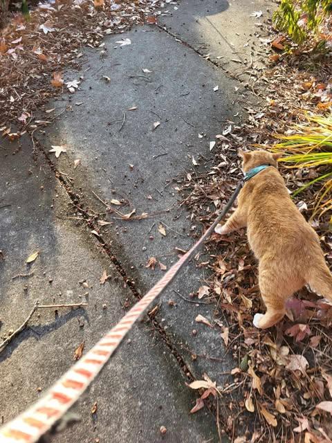 Garfield, Adopted, Adult Male Tabby.