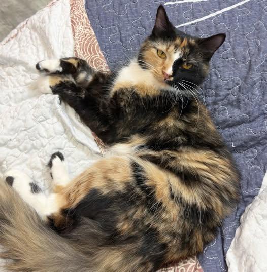 Enlarge Violet @ Fat Cat Cafe, an adopted Domestic Medium Hair in Tallahassee, FL image 2/2