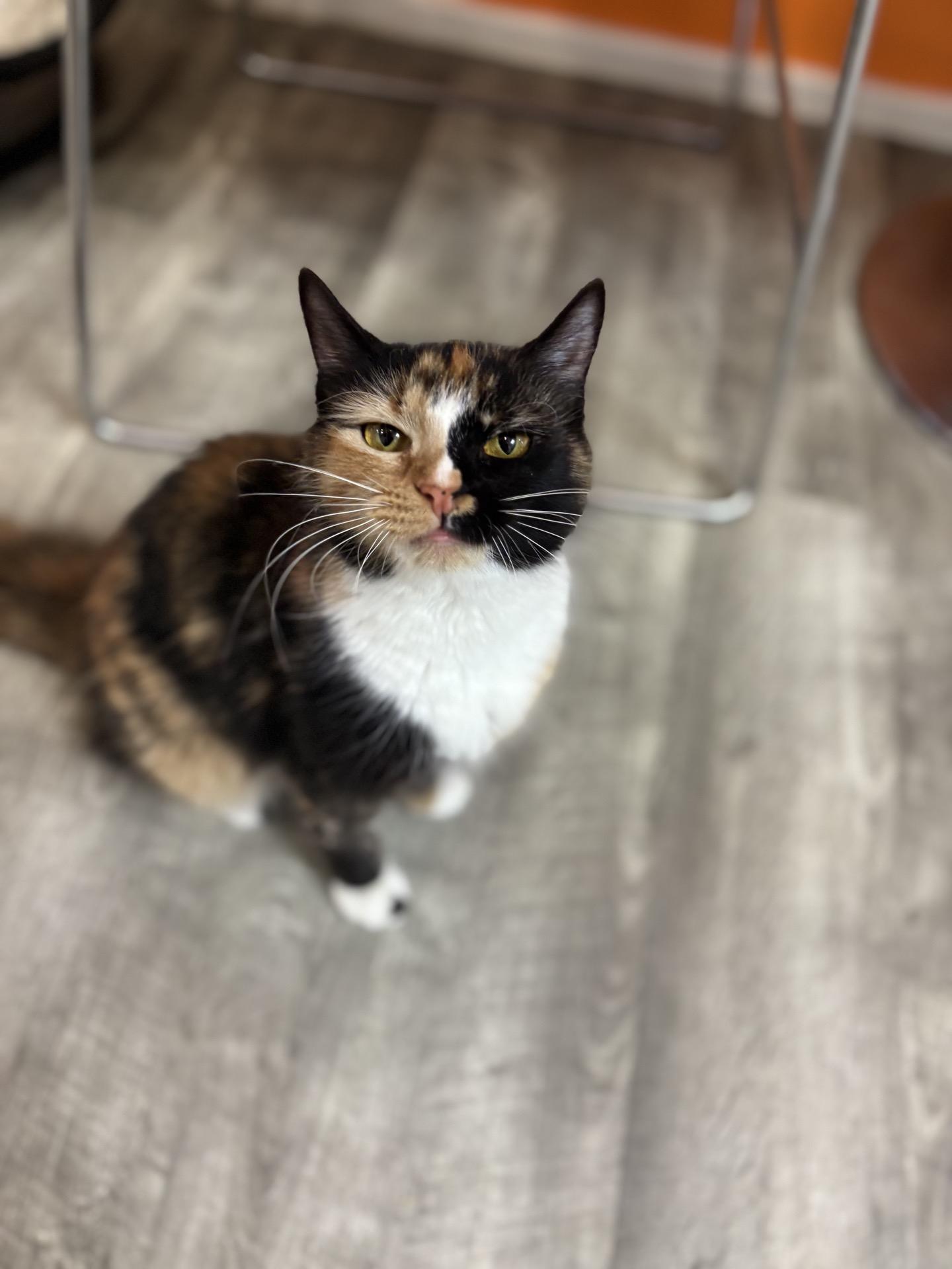 Violet @ Fat Cat Cafe, ADOPTABLE, Young Female Domestic Medium Hair.