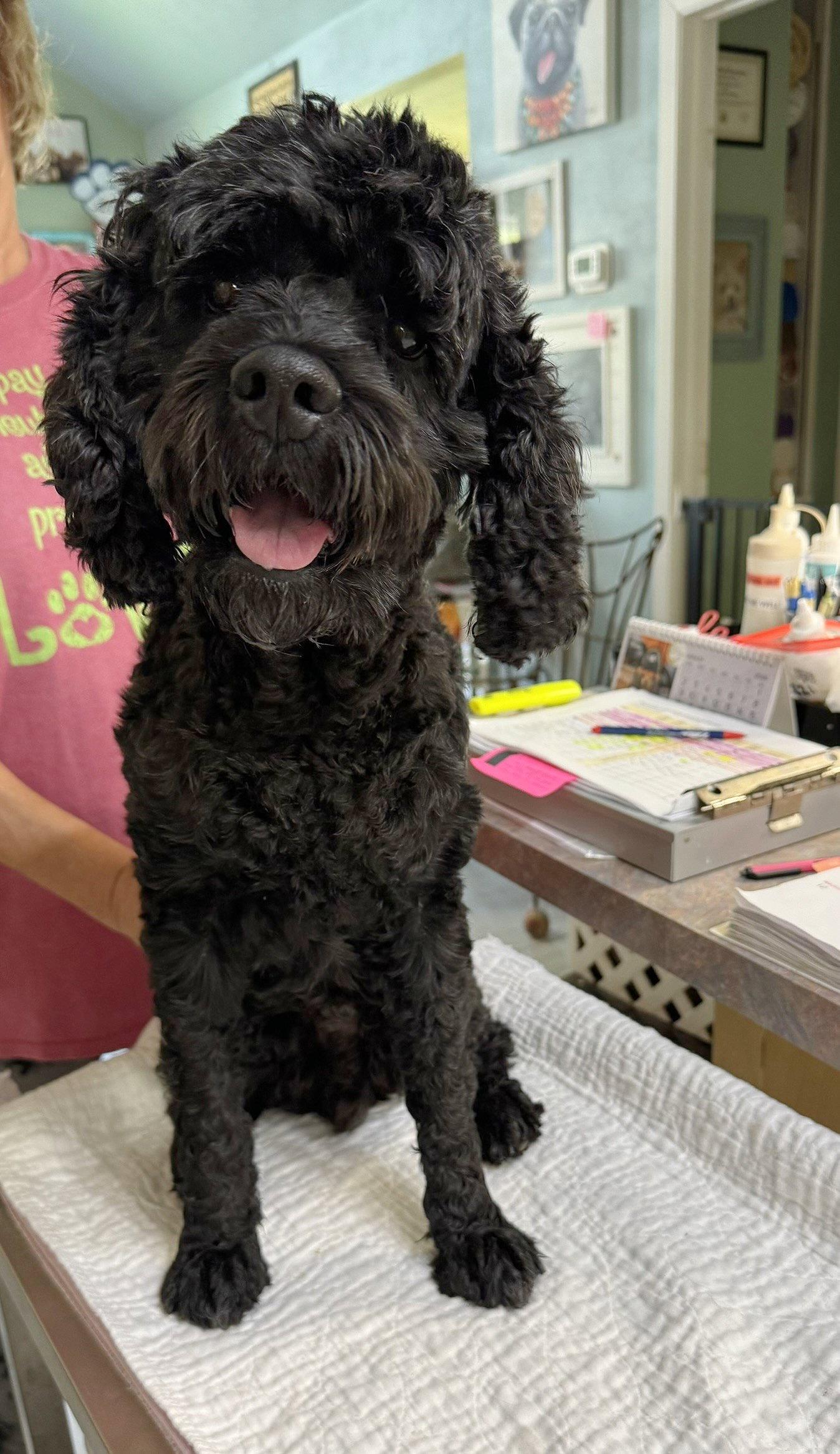 Remy (NOT YET AVAILABLE), Adoptable, Adult Male Cocker Spaniel & Poodle.