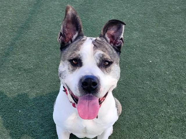 Enlarge PABLO, a Adoptable mixed breed in Martinez, CA image 1/1