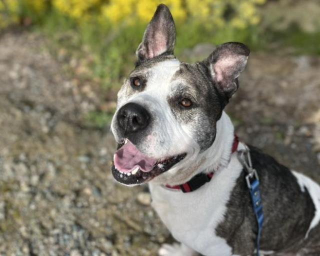 Enlarge PABLO, a Adoptable mixed breed in Martinez, CA image 1/1