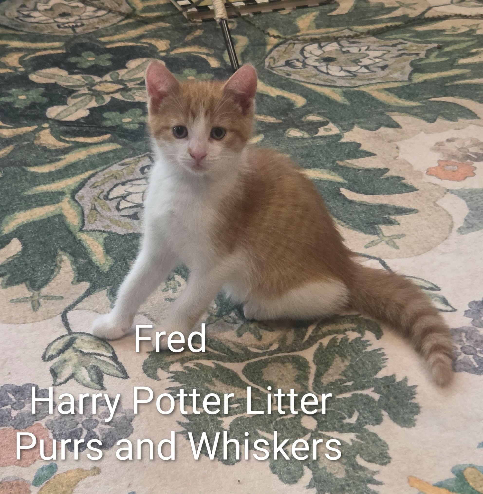 Enlarge Fred, a ADOPTABLE Domestic Short Hair in New Hartford, NY image 1/1