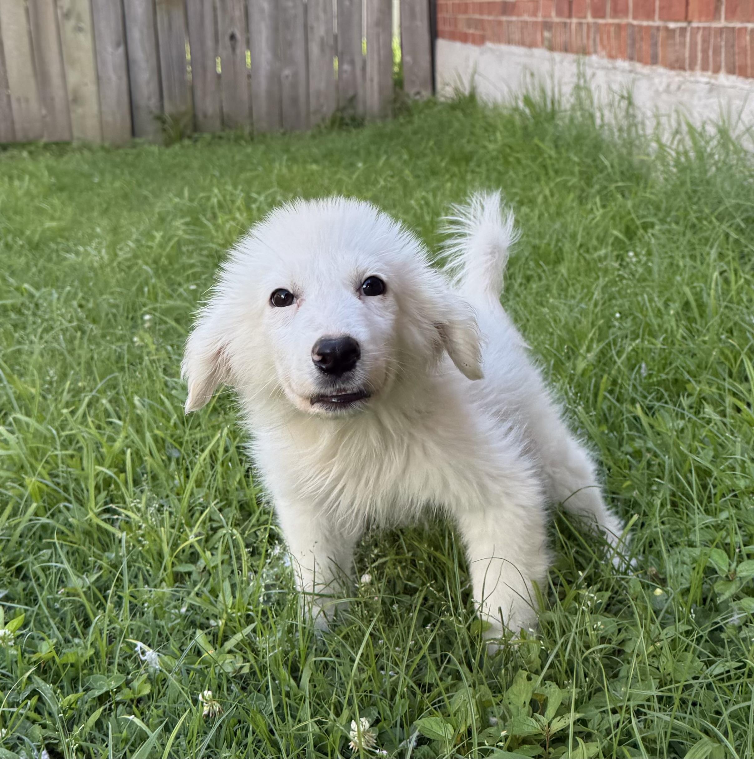 Opal, a ADOPTABLE Mixed Breed in Middletown , CT image 4/4