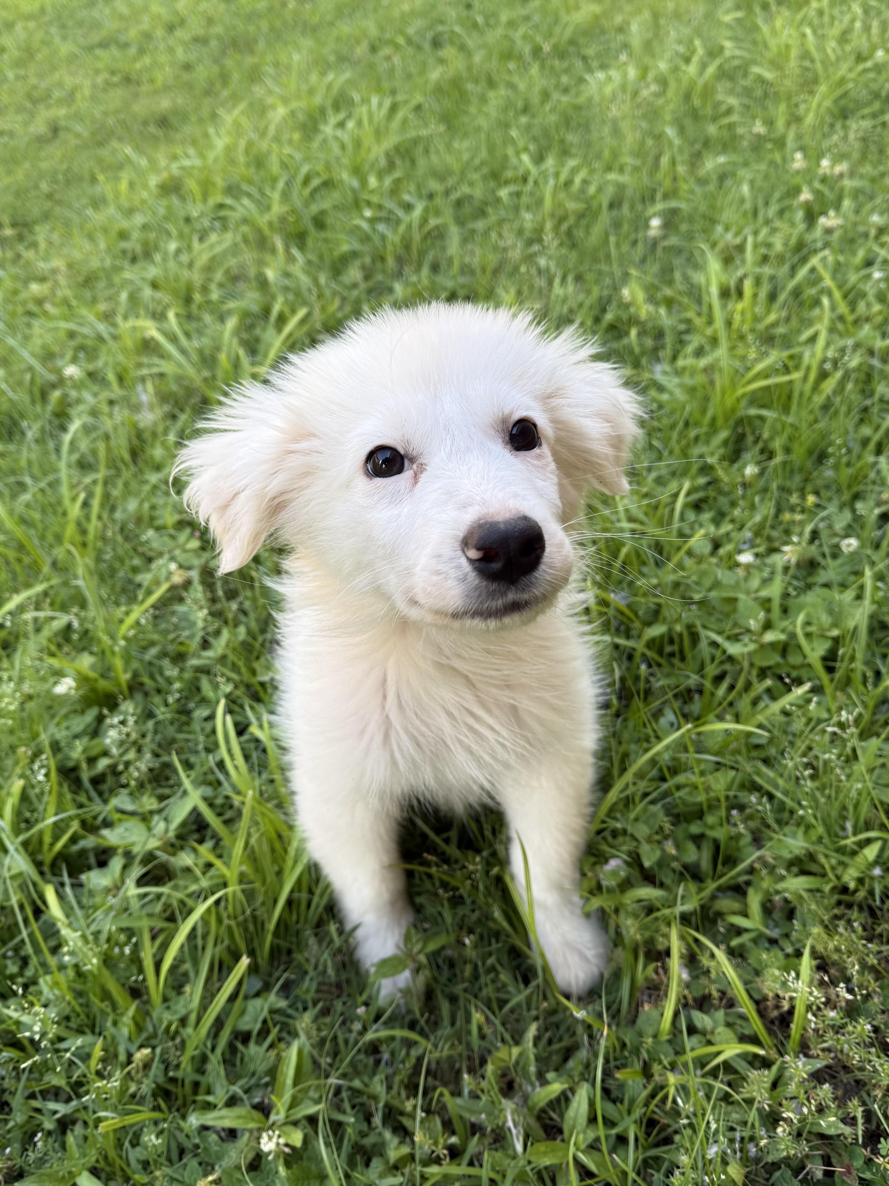Opal, a ADOPTABLE Mixed Breed in Middletown , CT image 3/4