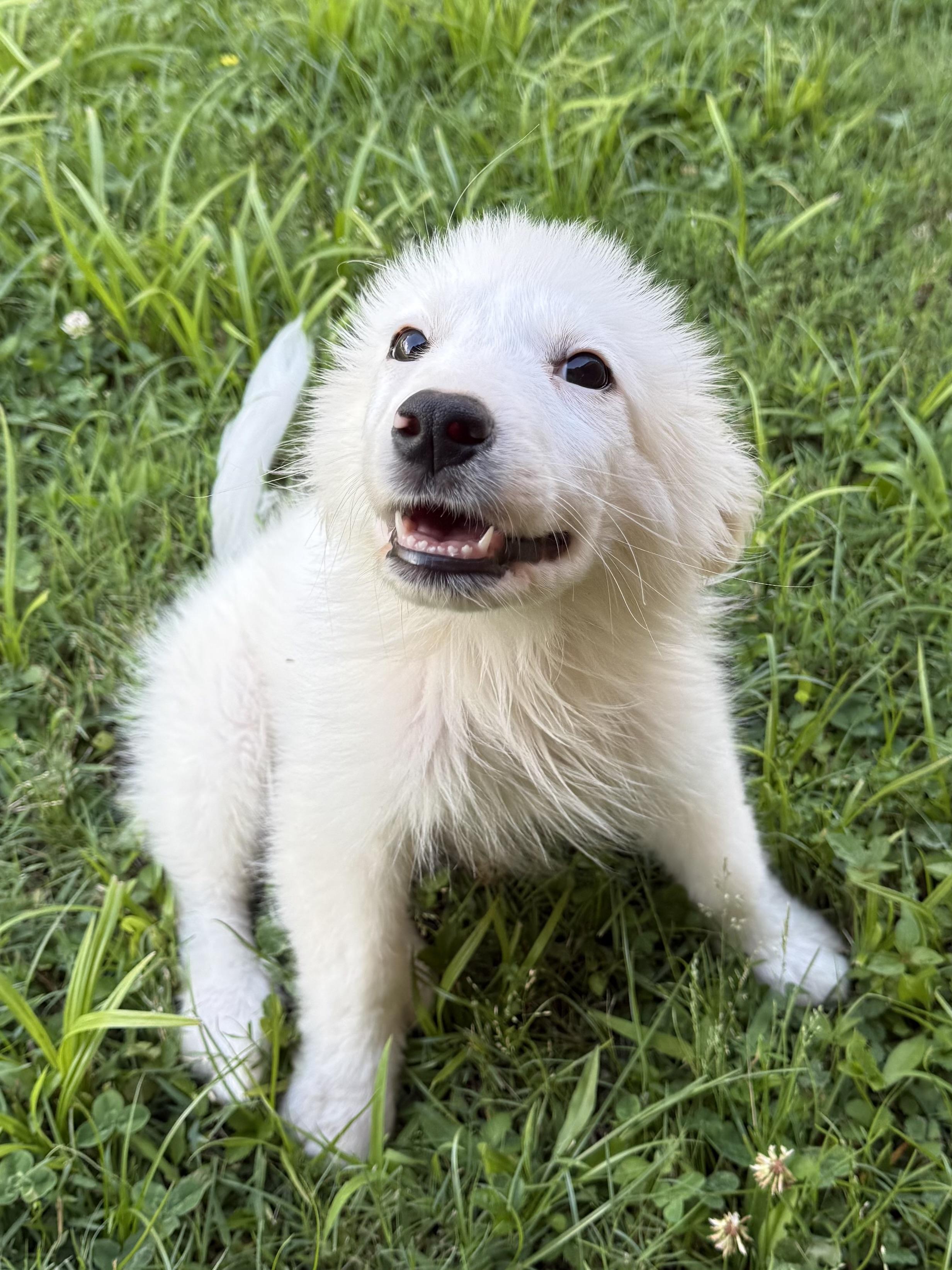 Opal, a ADOPTABLE Mixed Breed in Middletown , CT image 2/4