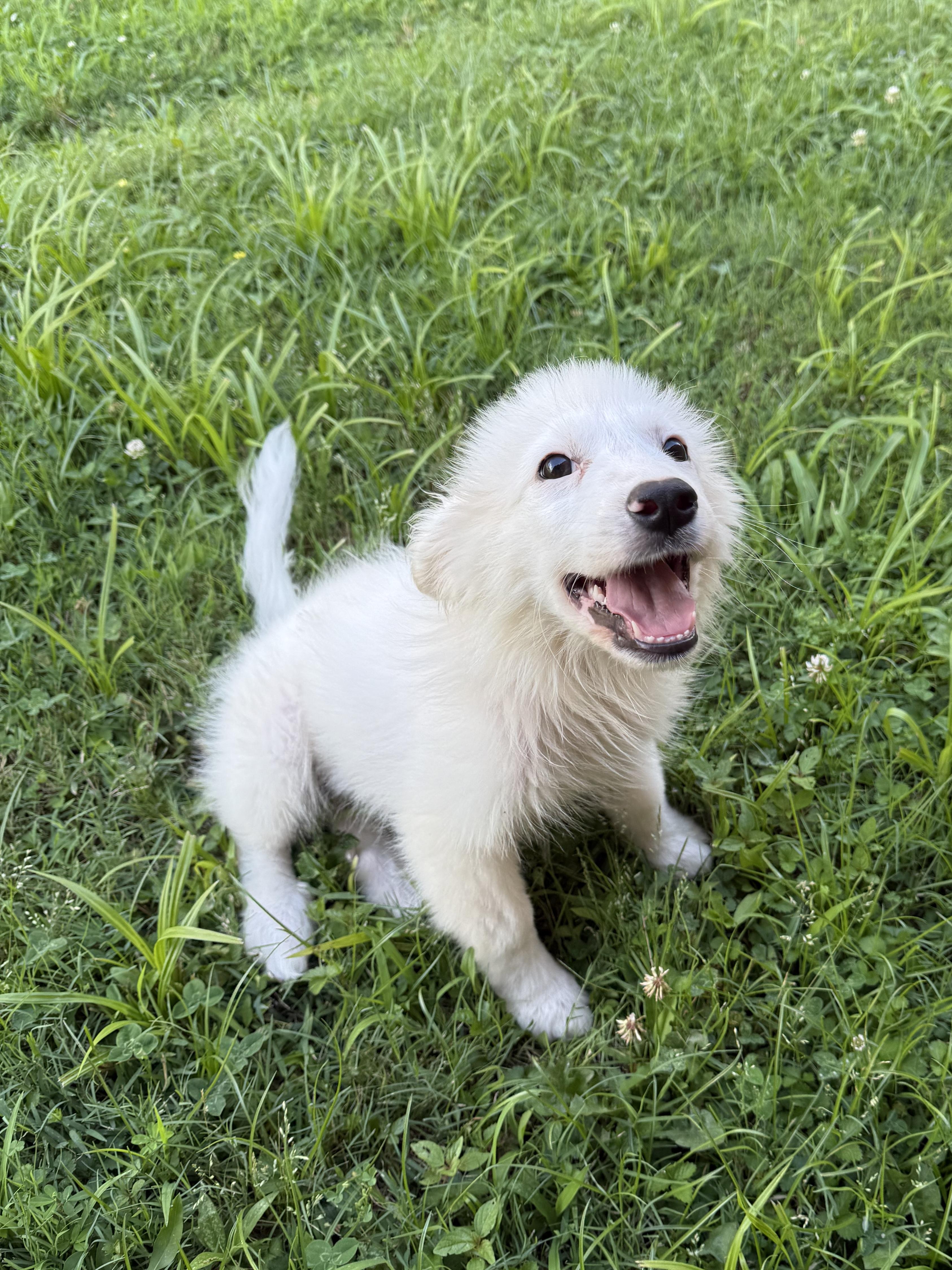 Opal, a ADOPTABLE Mixed Breed in Middletown , CT image 1/4