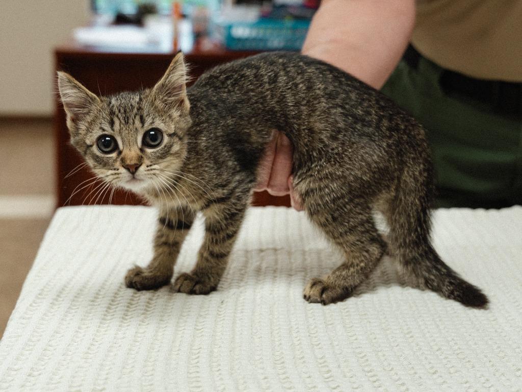 Enlarge Smokey, a Adoptable mixed breed in Mocksville, NC image 1/5