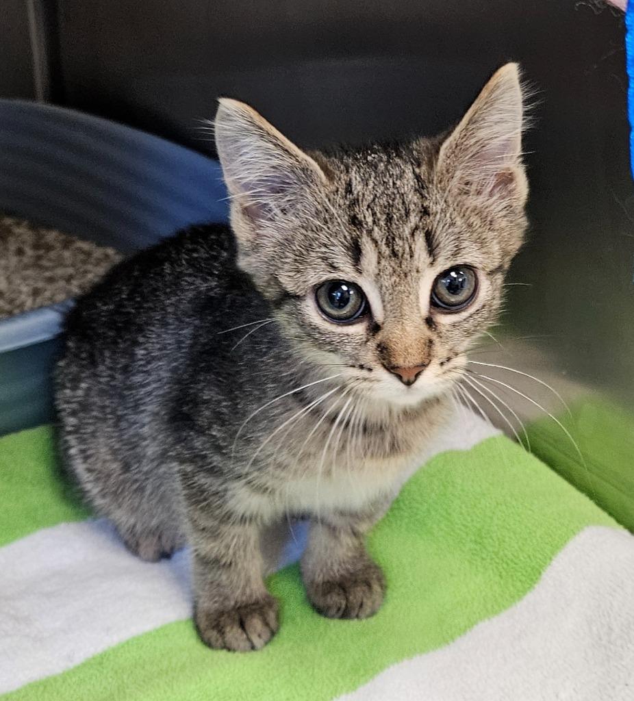 Enlarge Smokey, a Adoptable mixed breed in Mocksville, NC image 1/2