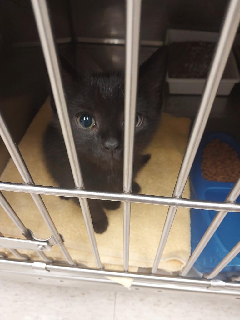 Enlarge Smokey, a Adoptable mixed breed in Mocksville, NC image 2/2