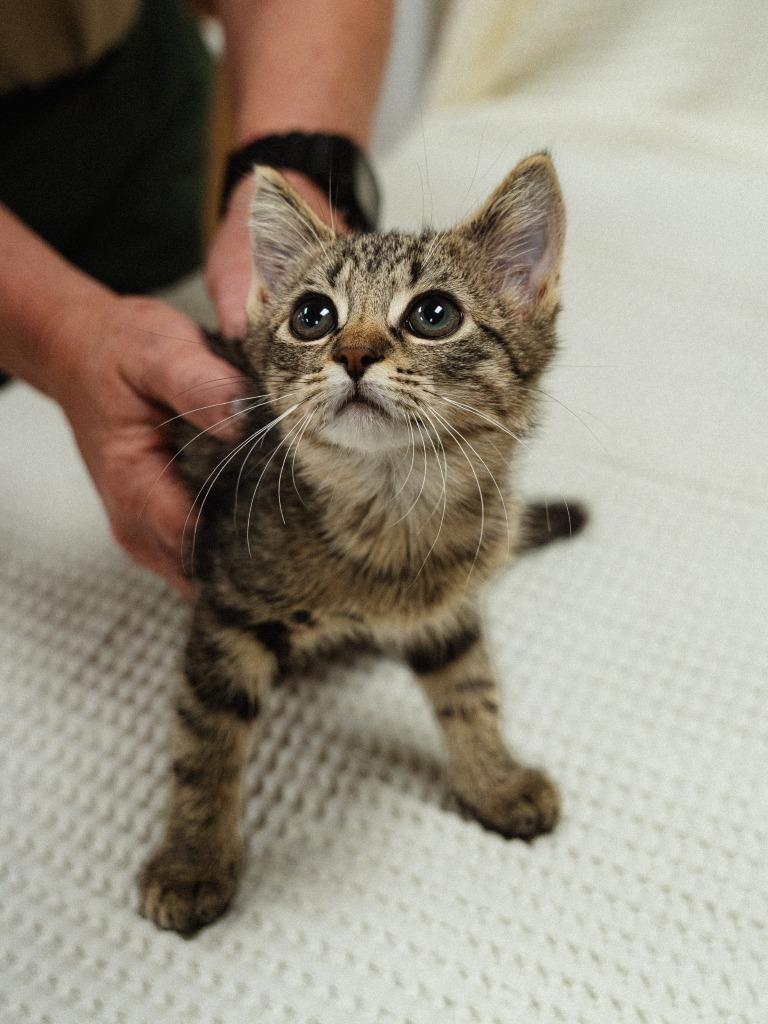Enlarge Smokey, a Adoptable mixed breed in Mocksville, NC image 4/5
