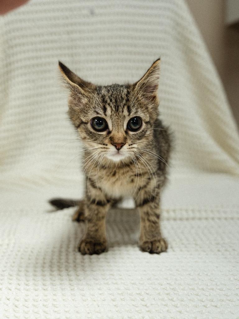 Enlarge Smokey, a Adoptable mixed breed in Mocksville, NC image 5/5