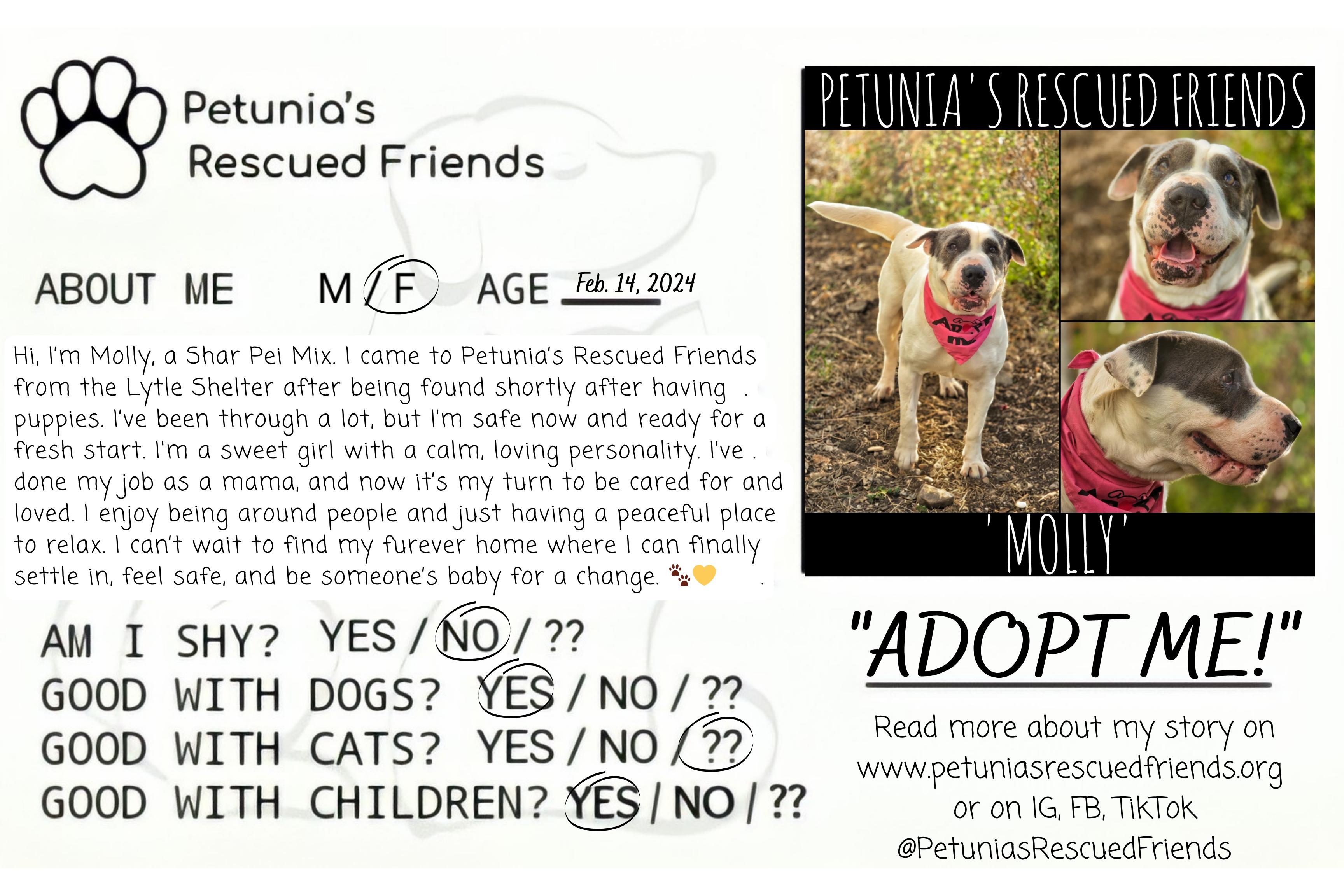 Enlarge Molly, a Adoptable mixed breed in Castroville, TX image 2/2