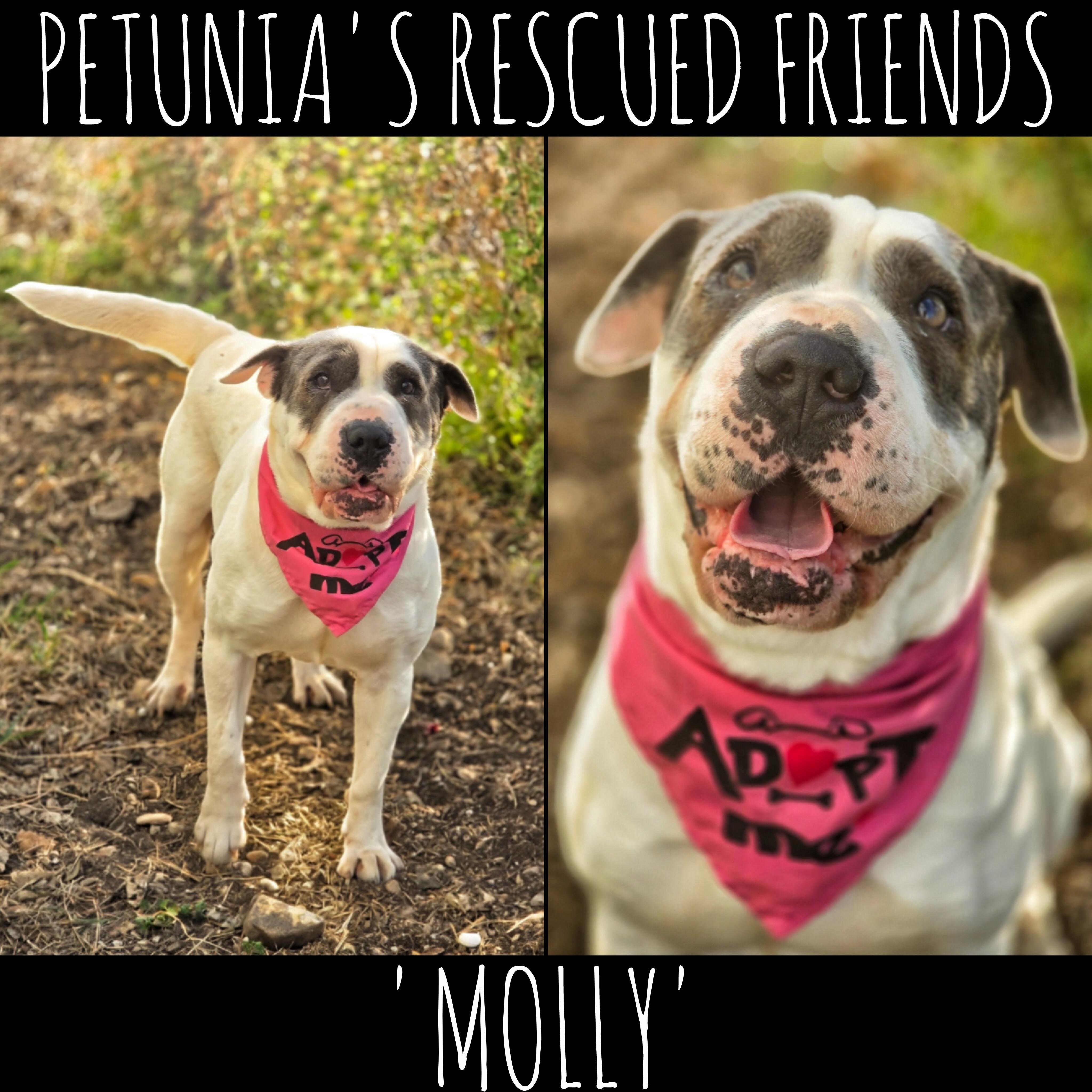 Molly, Adoptable, Adult Female Shar-Pei.