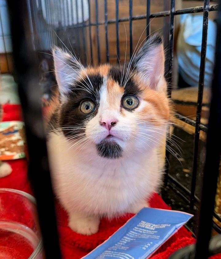 Enlarge Carmella, an adopted Domestic Short Hair in Murfreesboro, TN image 3/3