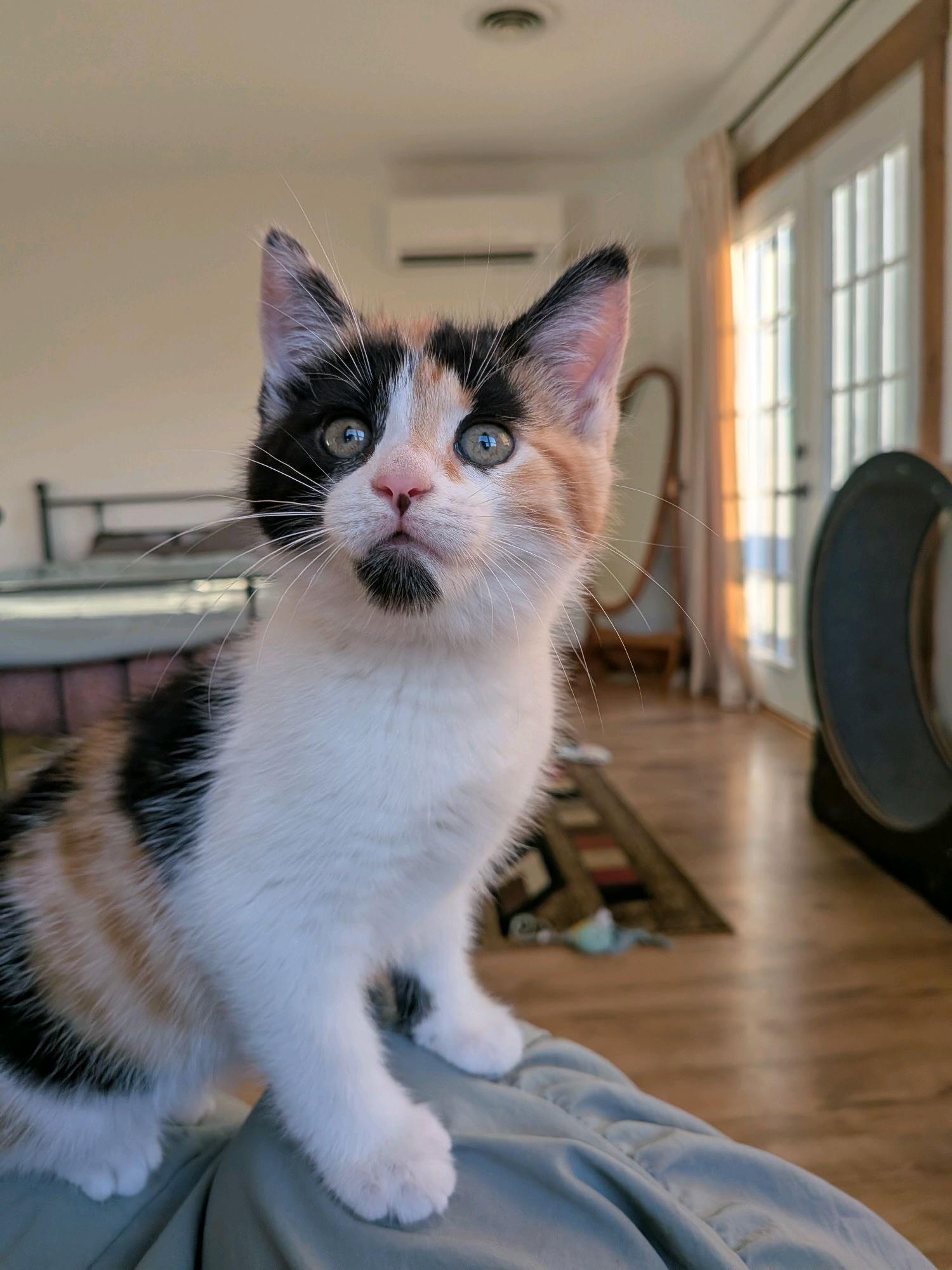 Enlarge Carmella, an adopted Domestic Short Hair in Murfreesboro, TN image 2/3