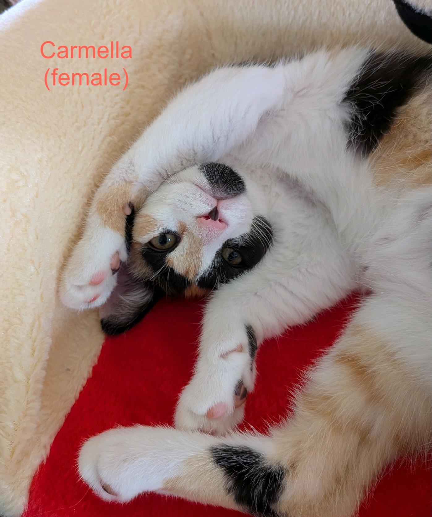 Carmella, adopted, Kitten Female Domestic Short Hair.