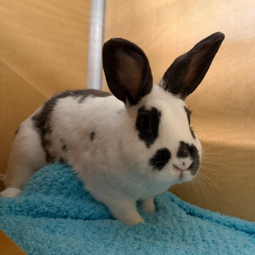 Sour Fruit, Adoptable, Adult Female American.