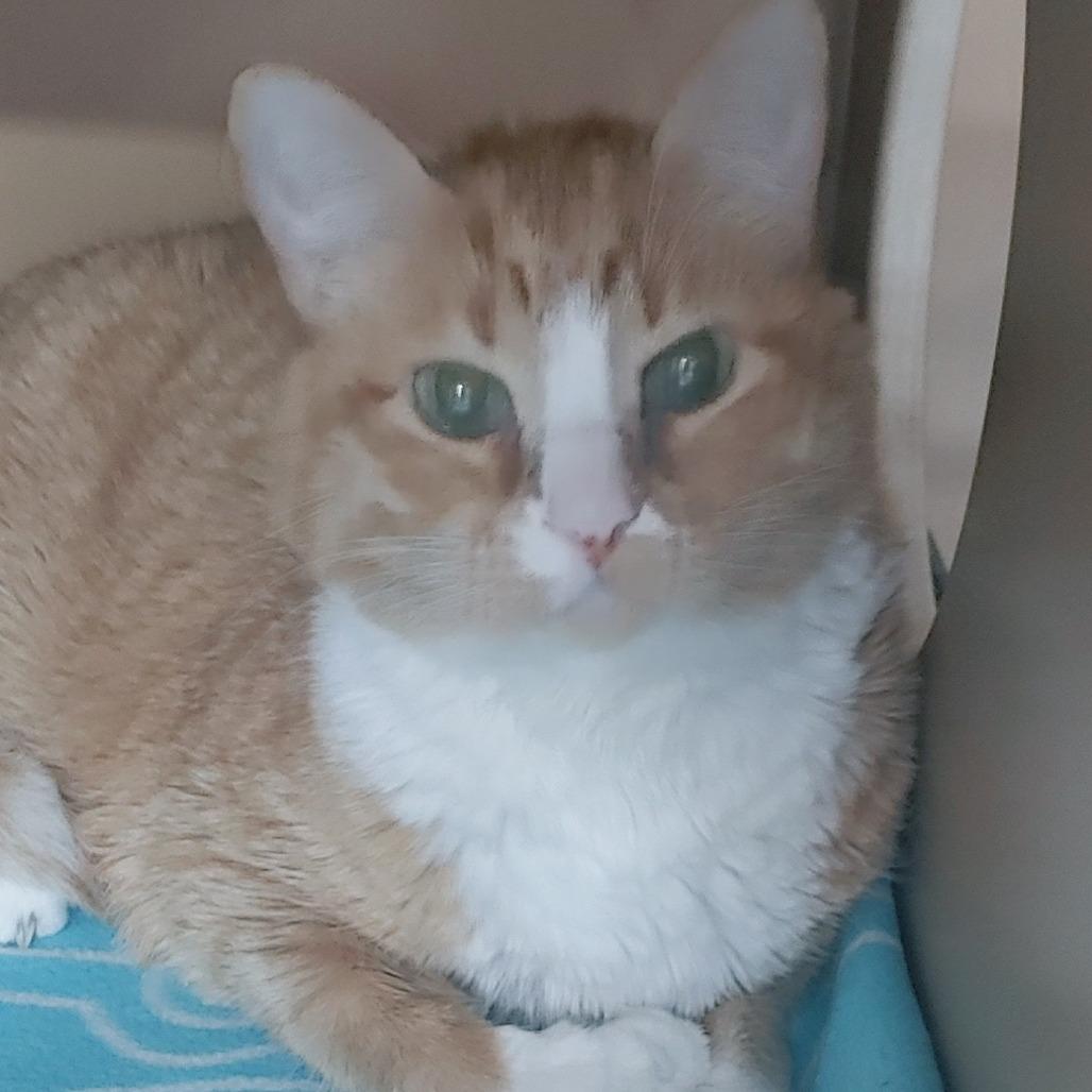 Andy, Adoptable, Senior Male American Shorthair.