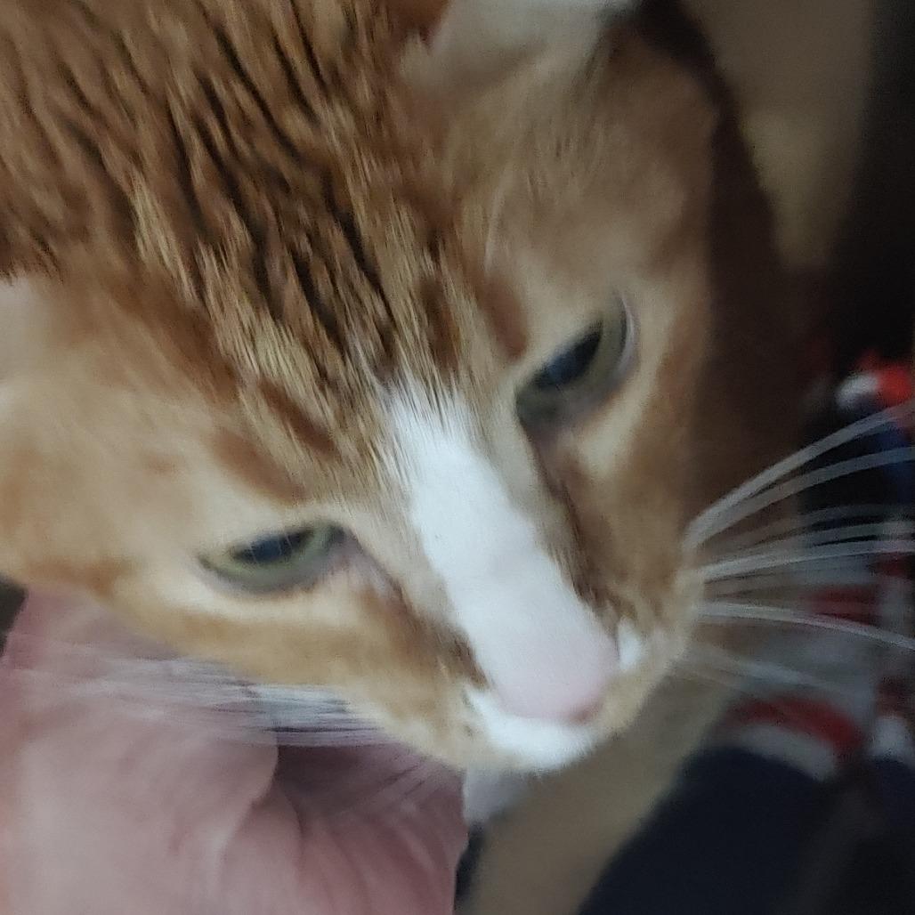 Enlarge Andy, a Adoptable American Shorthair in Colorado Springs, CO image 2/5