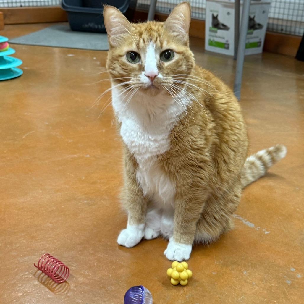 Enlarge Andy, a Adoptable American Shorthair in Colorado Springs, CO image 3/5