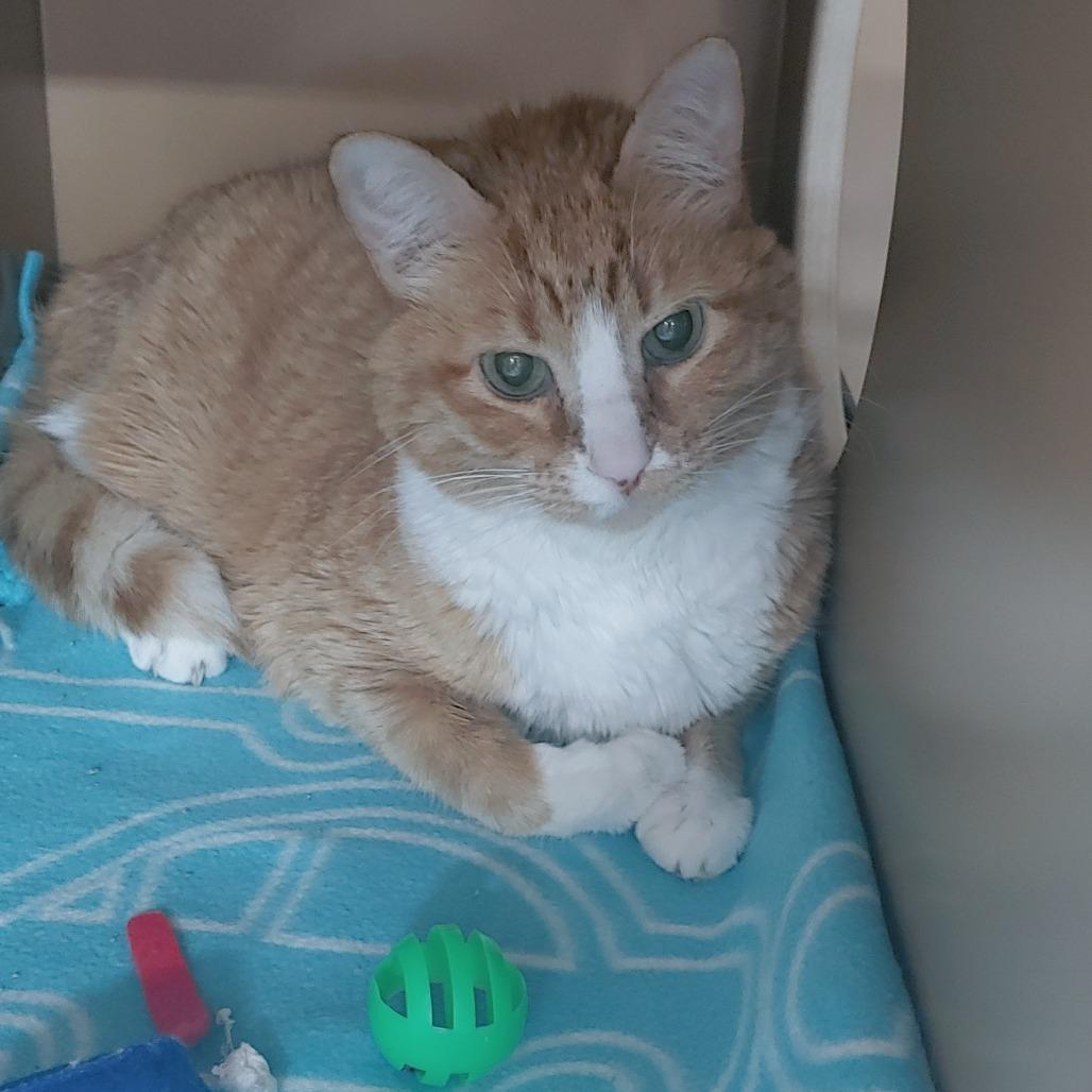 Enlarge Andy, a Adoptable American Shorthair in Colorado Springs, CO image 4/5