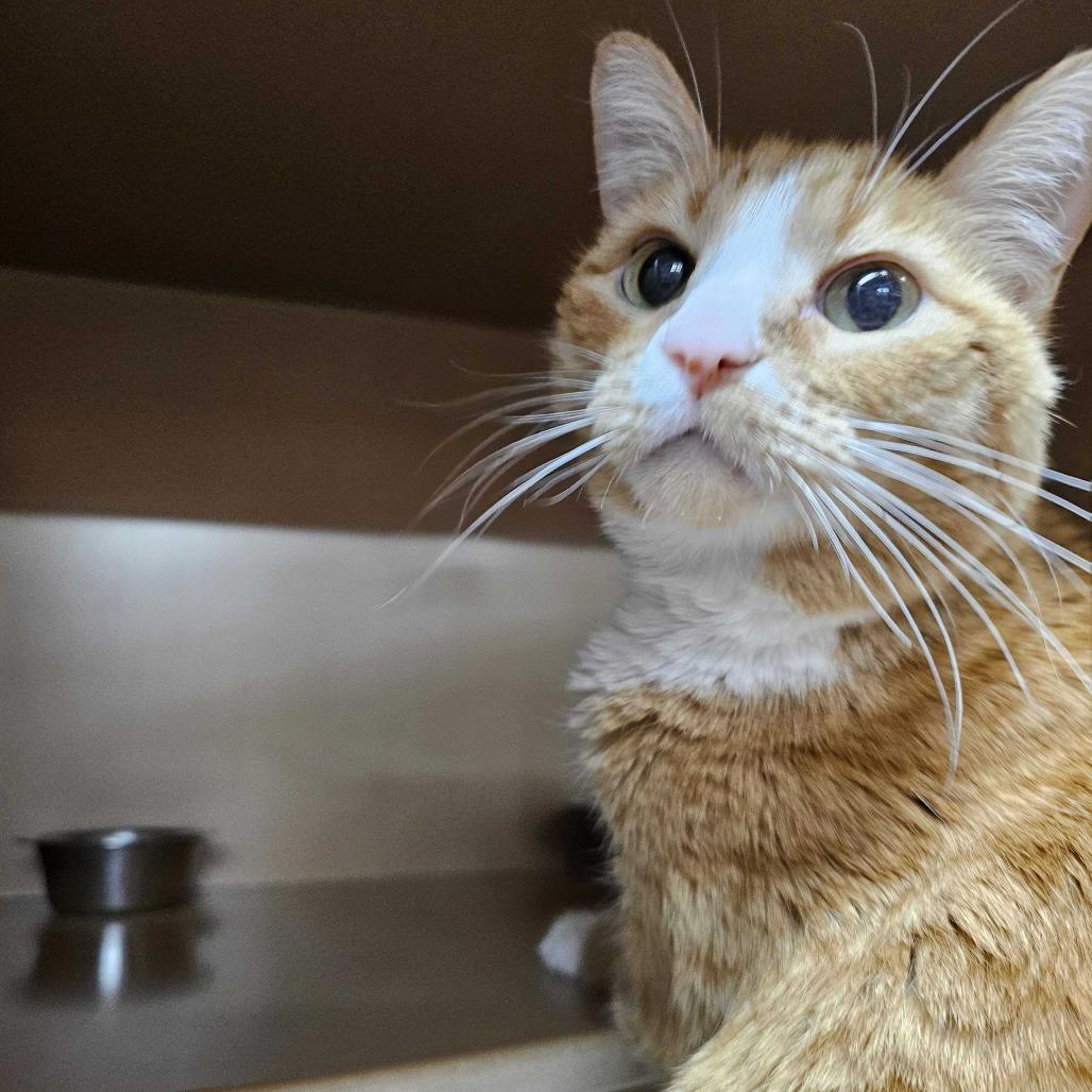 Enlarge Andy, a Adoptable American Shorthair in Colorado Springs, CO image 5/5
