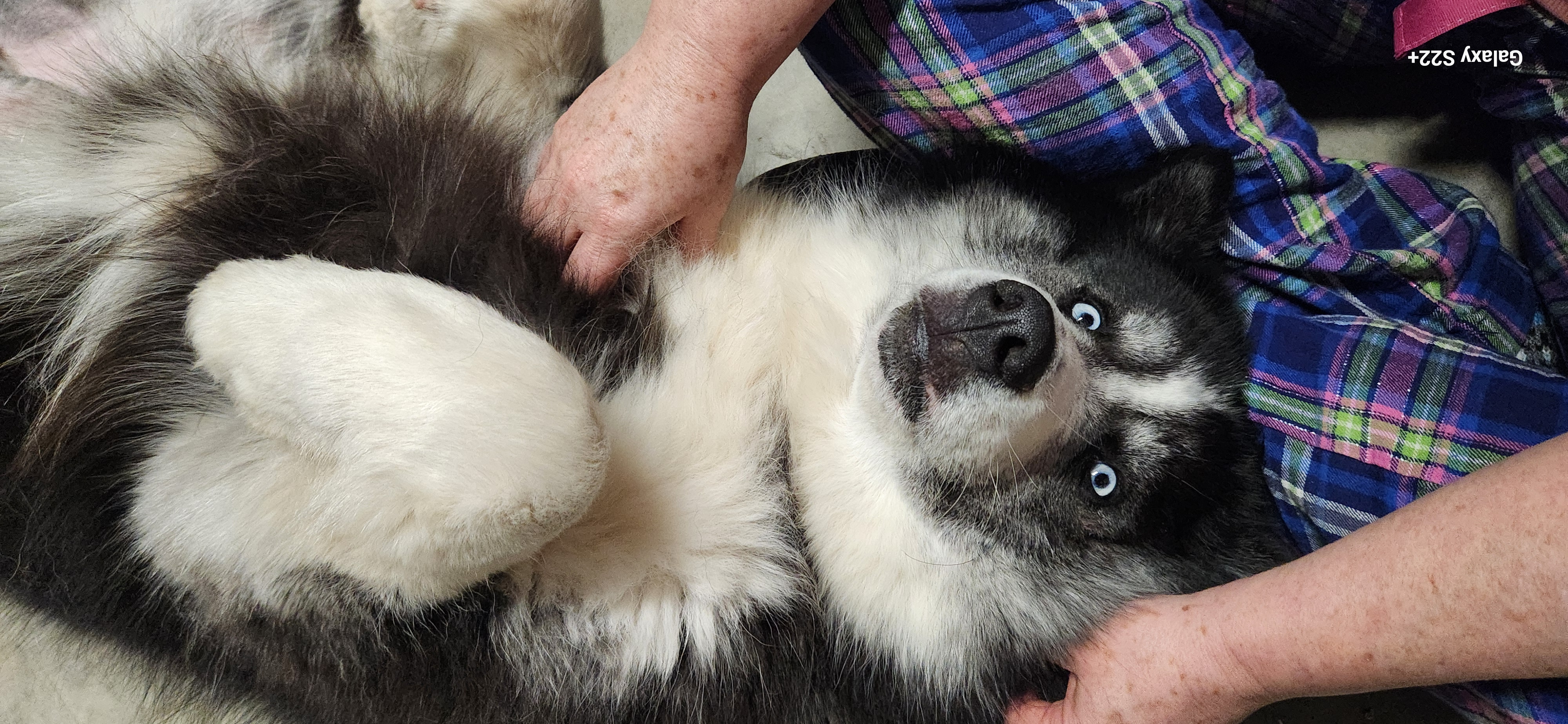 Enlarge Prince, a Adoptable Husky in Denver, NC image 3/6