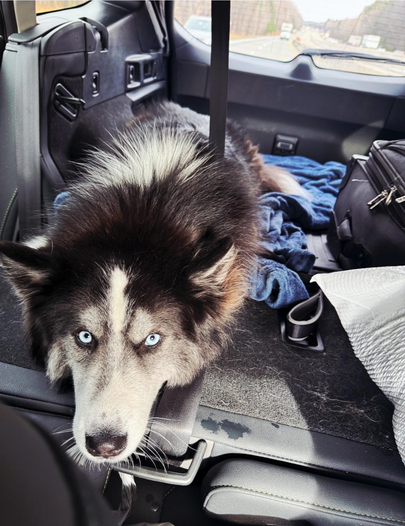 Enlarge Prince, a Adoptable Husky in Denver, NC image 4/6