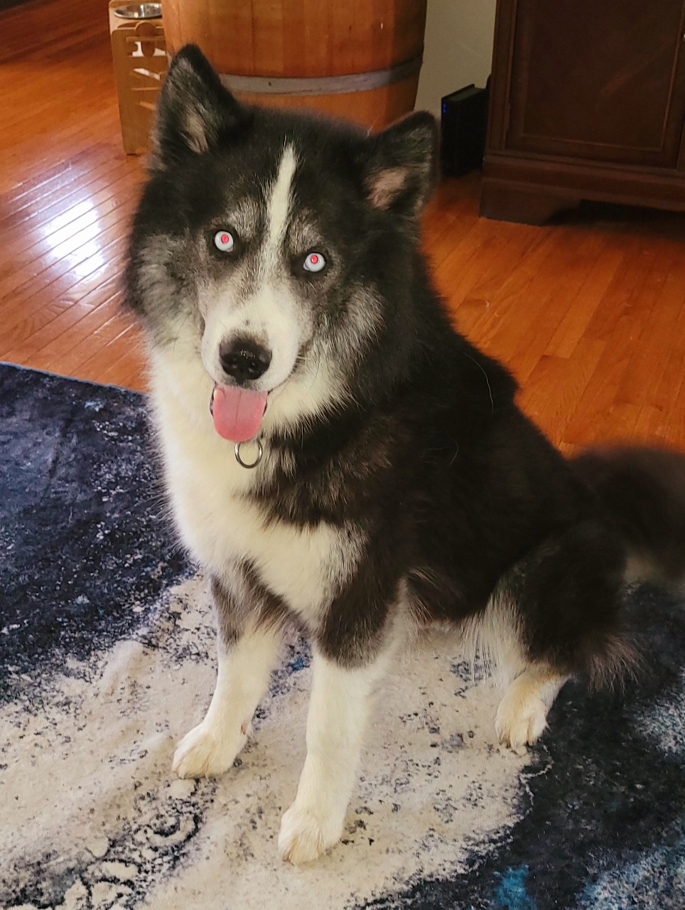 Enlarge Prince, a Adoptable Husky in Denver, NC image 1/6