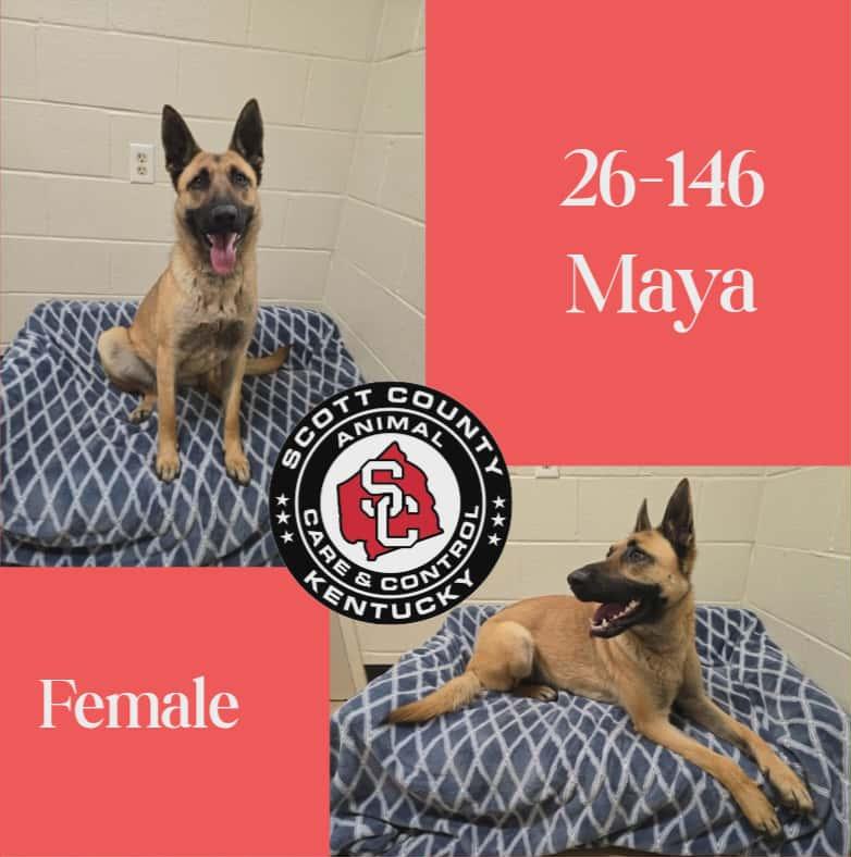 Maya, Adoptable, Adult Female German Shepherd Dog.