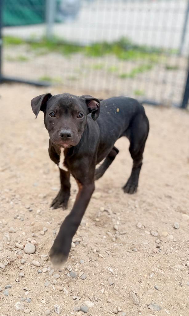 Levi, Adoptable, Puppy Male Mixed Breed.