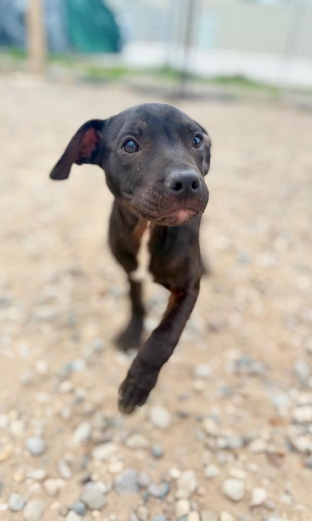 Enlarge Levi, a Adoptable Mixed Breed in Muskegon, MI image 2/3