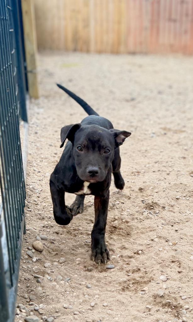 Enlarge Levi, a Adoptable Mixed Breed in Muskegon, MI image 3/3
