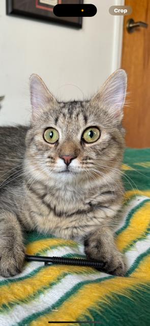 Enlarge Tiffany, a Adoptable Domestic Short Hair in Racine, WI image 2/3