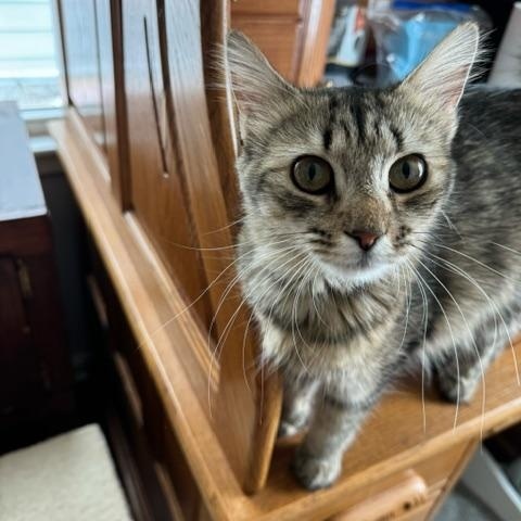 Enlarge Tiffany, a Adoptable Domestic Short Hair in Racine, WI image 3/3