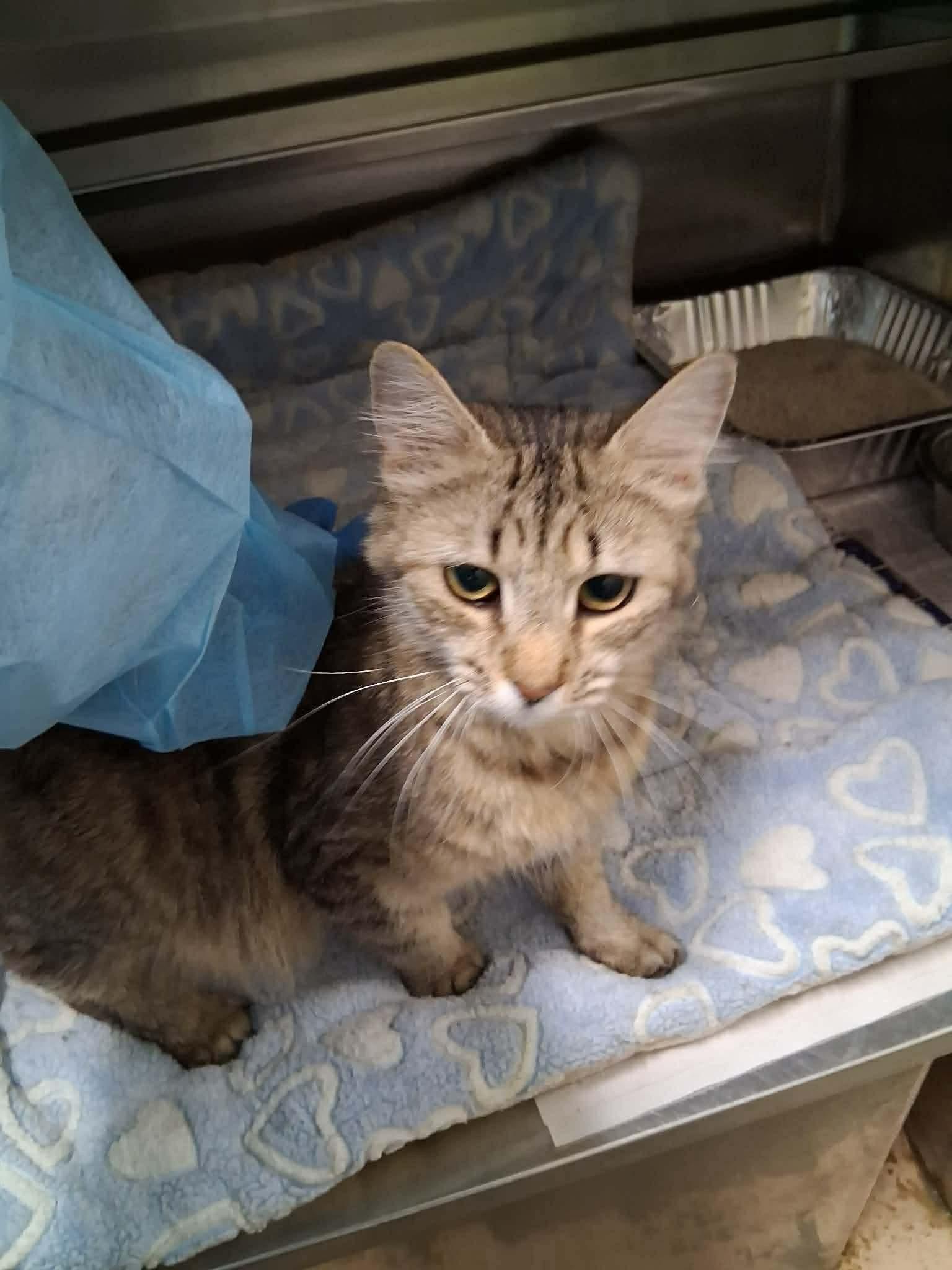 Enlarge Tiffany, a Adoptable Domestic Short Hair in Racine, WI image 1/3