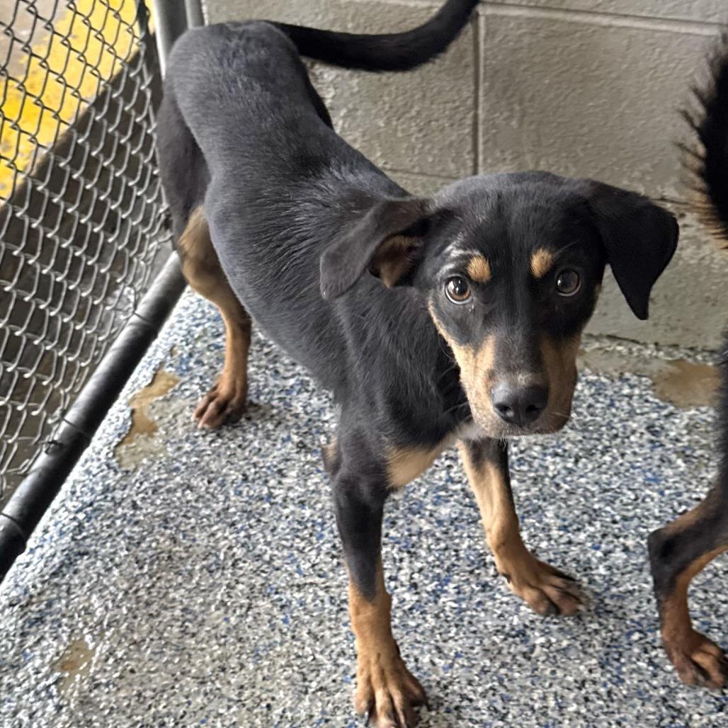 Abra, Adoptable, Young Female Beagle.
