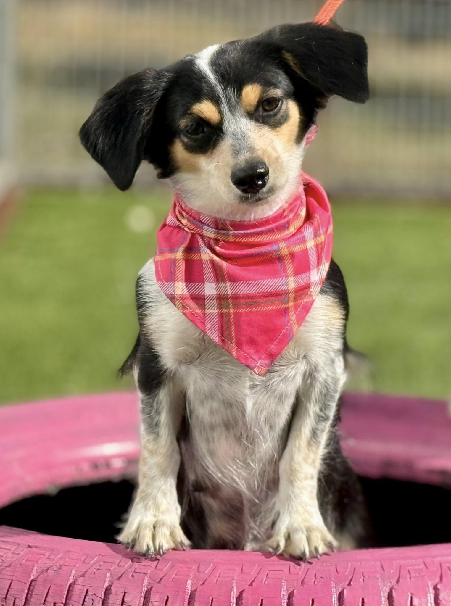 Enlarge Sonya-The sweetest Walmart greeter ever, a ADOPTABLE mixed breed in Austin, TX image 3/6