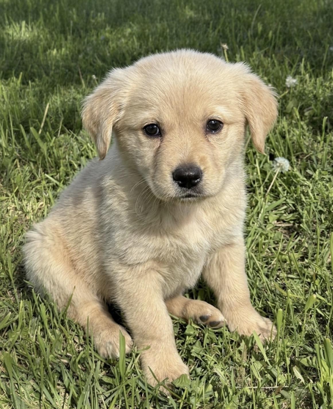 Scout, an adopted mixed breed in Hales corners, WI image 2/2