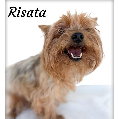 Risata, an adopted Yorkshire Terrier in Tulsa, OK image 4/4
