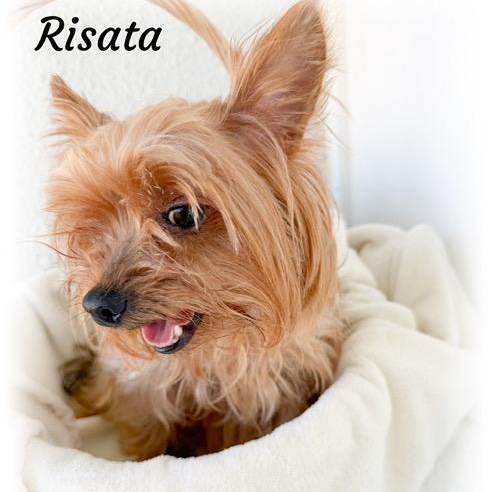 Risata, an adopted Yorkshire Terrier in Tulsa, OK image 3/4
